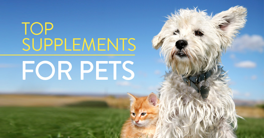 A Guide to the Health Benefits of Ubiquinol for Cats & Dogs